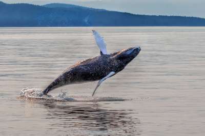 Baby Whale Breaching, Langevin  Dee , Usa
