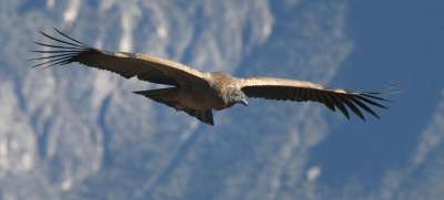 Flight Of The Condor 13, Whitty  Chris , England