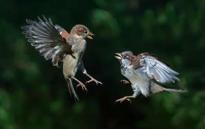 Young Sparrows, Schmitz  Willi , Germany