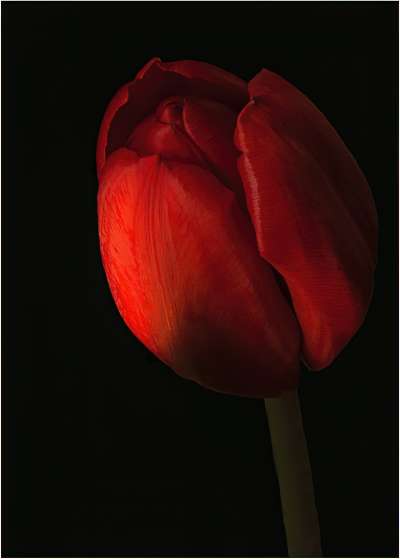 Tulip At Dawn, Pacton  Greg , Usa