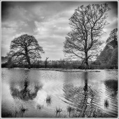 Two Tree Pond, Ledgard  Ian , Wales