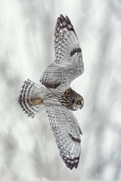 Short Eared Owl In Flight, Chan  Tin Sang , Canada