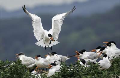 Tern Return With Fish 85, Kwan  Phillip , Canada