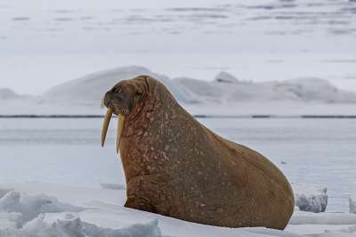 Arctic Walrus, Chan  Betty , Canada