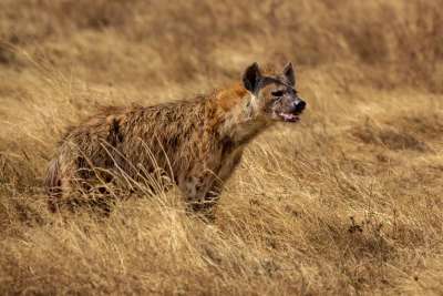 Hunting Hyenas, Chan  Betty , Canada