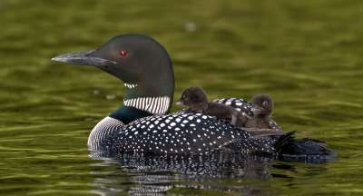 LOON WITH RIDING CHICKS 818, Mak  Katie , Canada