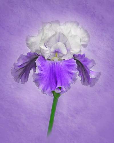Delicate Iris, Runyan  Trudy , Usa